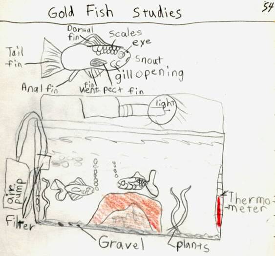 narration science diagram