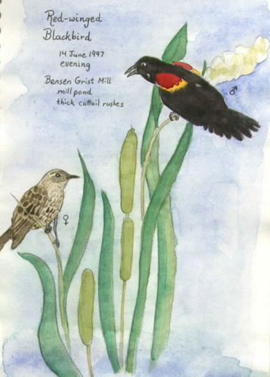 blackbird nature study