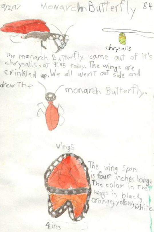 butterfly life cycle drawing