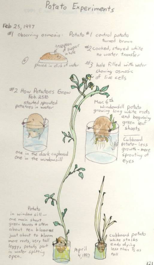 potato experiment science notebook